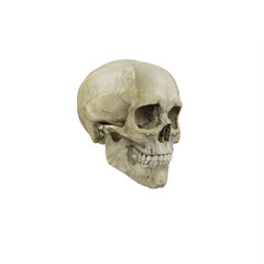 Female skull perspective view