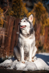siberian husky on the snow