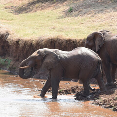 Elephants taking a bath and quenching their thirst at a waterhole in Kruger National Park 