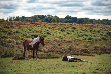 horses in the field