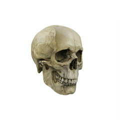 Male perspective view skull