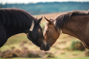 portrait of a horses greeting each other