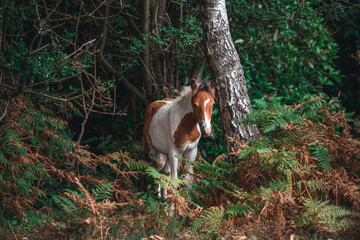 wild foal in the wood