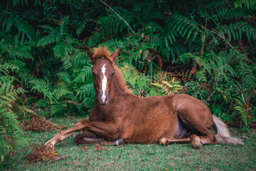 sleeping foal in the grass