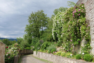 Fototapeta premium Rosengarten Schloss Spangenberg