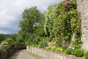 Rosengarten Schloss Spangenberg