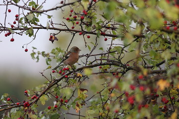 common chaffinch sitting in a hawthorn with its red berries - obrazy, fototapety, plakaty