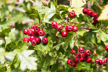 Closeup of red berries of the Guelder rose, Viburnum opulus in public park in the Netherlands