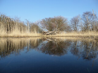 lake in a dry forest