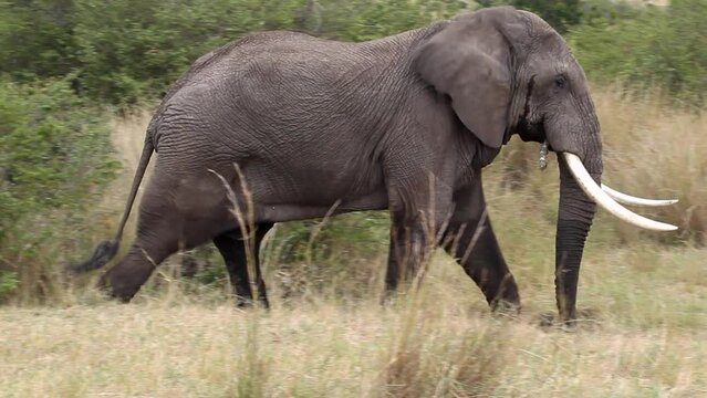 Portrait of african elephant in the bush. Masai Mara, Kenya