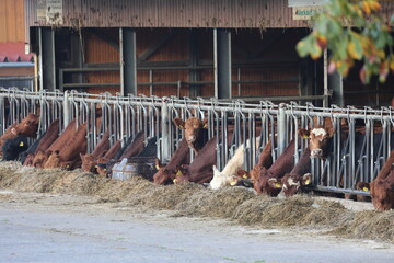 angus cows eating hey in a farm
