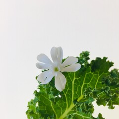 Macro shot of flower and leaf isolated on a white background