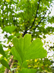 Macro shot of a temple tree leaf