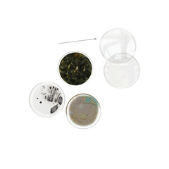 Petri dishes with bacteria mold