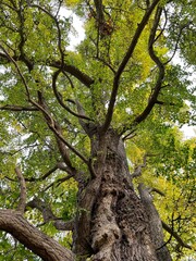 old tree in the forest