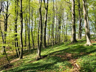 path in the forest on a hill
