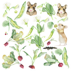 mouse hamster and peas and radishes watercolor png clipart 