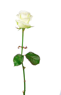 isolated white rose flower isolated on white background. The photo can be used as a greeting card, invitation card for wedding, birthday and other holiday and summer background.