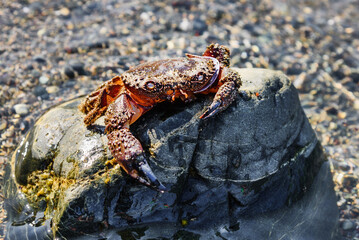 Sea crab on the stone. Large dead crab closeup. Empty shell of a nautical animal.
