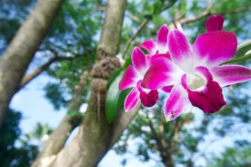 A wild purple orchid flower grows on the tree. Taken on shallow depth of field, blurry background.