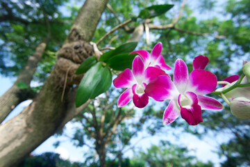 A wild purple orchid flower grows on the tree. Taken on shallow depth of field, blurry background.