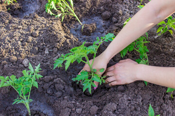 Gardener hands planting tomato seedling in ground