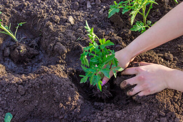Gardener hands planting tomato seedling in ground