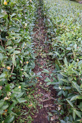 rows of green tea bushes in a mountain plantation autumn view