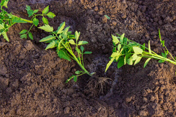 Gardener hands planting tomato seedling in ground