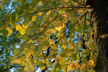 Close Up Of Leaves In A Tree