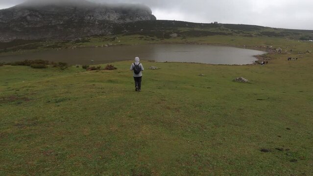 Hiking in Lagos de Covadonga or Covadonga Lakes, surrounded by mountains, lakes and cows, in Spain.