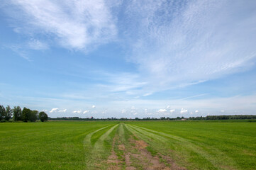 Fototapeta na wymiar Farmland At Abcoude The Netherlands 17-6-2020