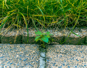 plant growing among the stones, surround grass