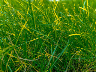 green yellow grass in sunny day