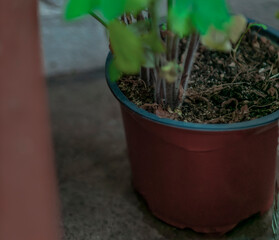 plant coriander parsley  cultivation in container