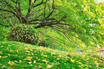 Autumn in the forest.