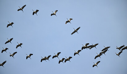 Kraniche (Grus grus) auf dem Vogelzug // Cranes (Grus grus) on bird migration © bennytrapp