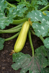 Flowering and ripe fruits of zucchini lying on the ground, in the garden