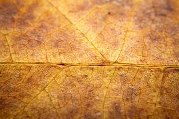 Extreme close-up of a dried leaf.