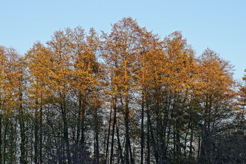 large tall trees with dry gray brown branches against the blue sky on a sunny day