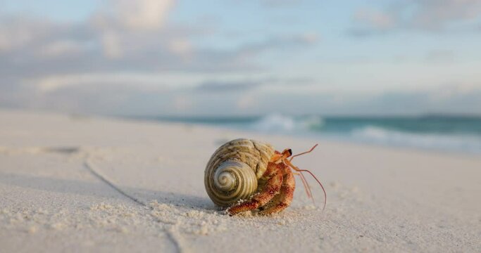 Close-up of a beautiful orange coloured hermit crab emerging from it's shell on a beach and walking to the ocean