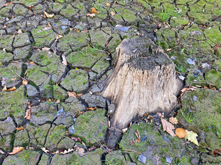 sequía tierra seca tocón árbol pantano seco con poca agua país vasco barrendiola legazpi  IMG_8853-as2

