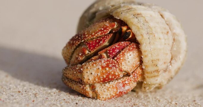 Close-up of a beautiful orange coloured hermit crab emerging from it's shell on a beach