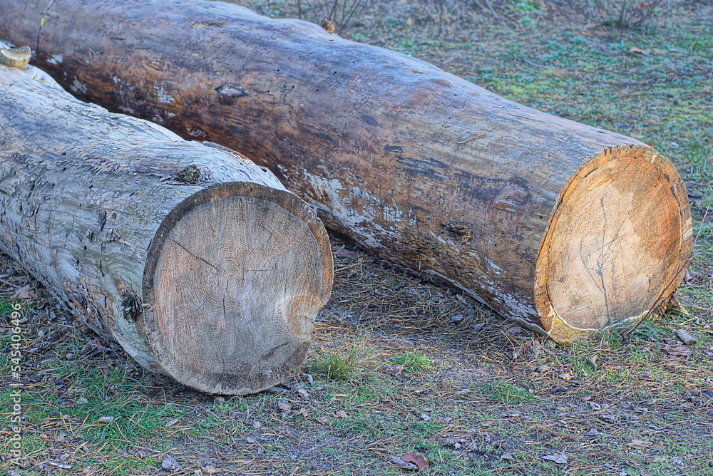 Wall mural two big gray brown pine logs lie in the green grass in nature