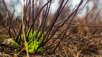 Forêt de pins calcinée après le passage des incendies de l'été 2022, à proximité de...
