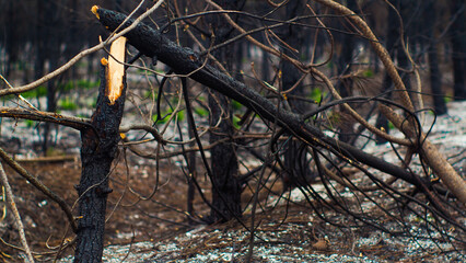 Forêt de pins calcinée après le passage des incendies de l'été 2022, à proximité de Belin-Beliet, en Gironde