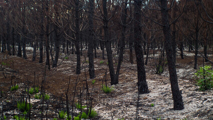 Forêt de pins calcinée après le passage des incendies de l'été 2022, à proximité de Belin-Beliet, en Gironde