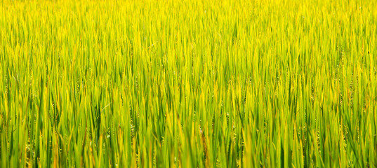 Rice growing in the field organic rice field in countryside,blur background.
