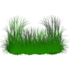 grass with transparent background