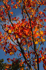 autumn leaves against blue sky